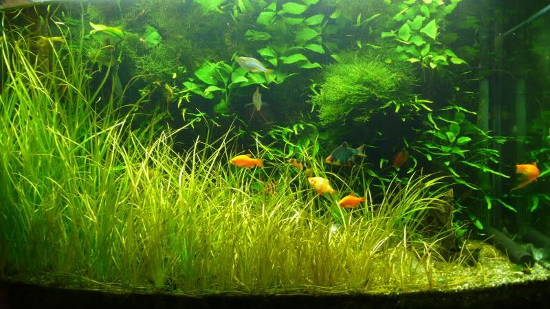 戊二醛 Glutaraldehyde 之探討 12 防治剛毛藻的效果 水草栽培新世界 新浪部落