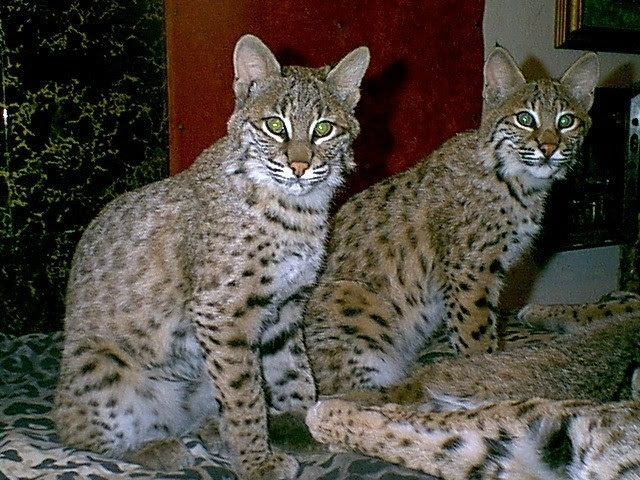 Bobcat Kittens For Sale