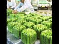 (square)watermelon man dennis james