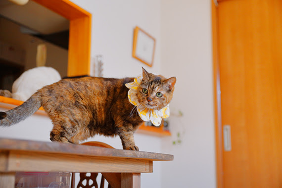 心優しいご長寿猫 モコ とそのご家族のお話 後編 Br Snsで人気の白猫 コト のおうちで フェリシモ猫部