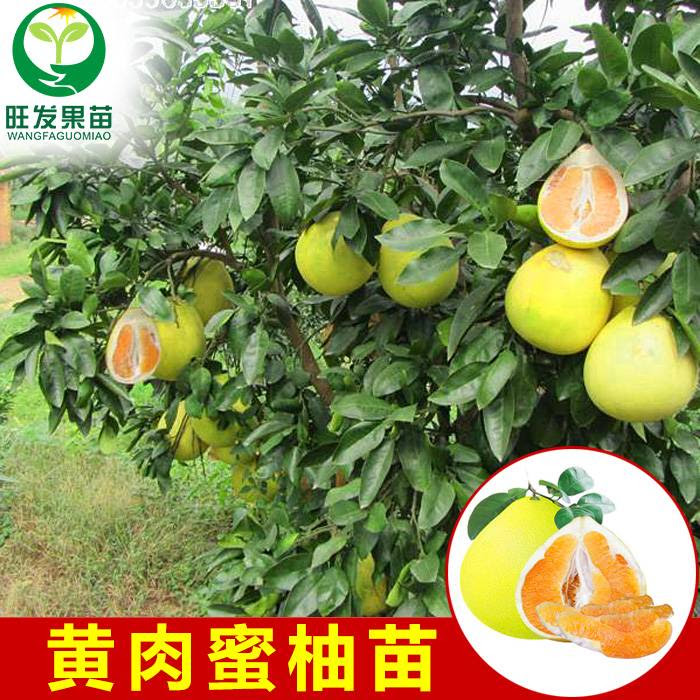 大量供应嫁接苗黄肉蜜柚子苗黄心柚苗蜜柚苗地栽苗可盆栽量大从优 黄金蜜柚苗 果苗 广东果苗批发 惠州果苗批发 果苗种植场 惠州果苗基地 惠州市惠城区旺发果苗种植场
