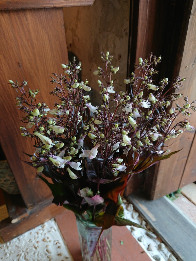 お迎えした子達より 花店双葉