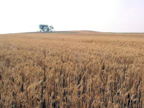 winter wheat sketch