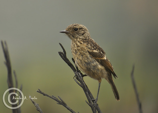 Tarabilla Común (Saxicola torquata)