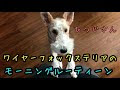 [最新] ひつじのはね モーニング 215785-ひつじのはね モーニング