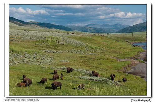 Bison Field