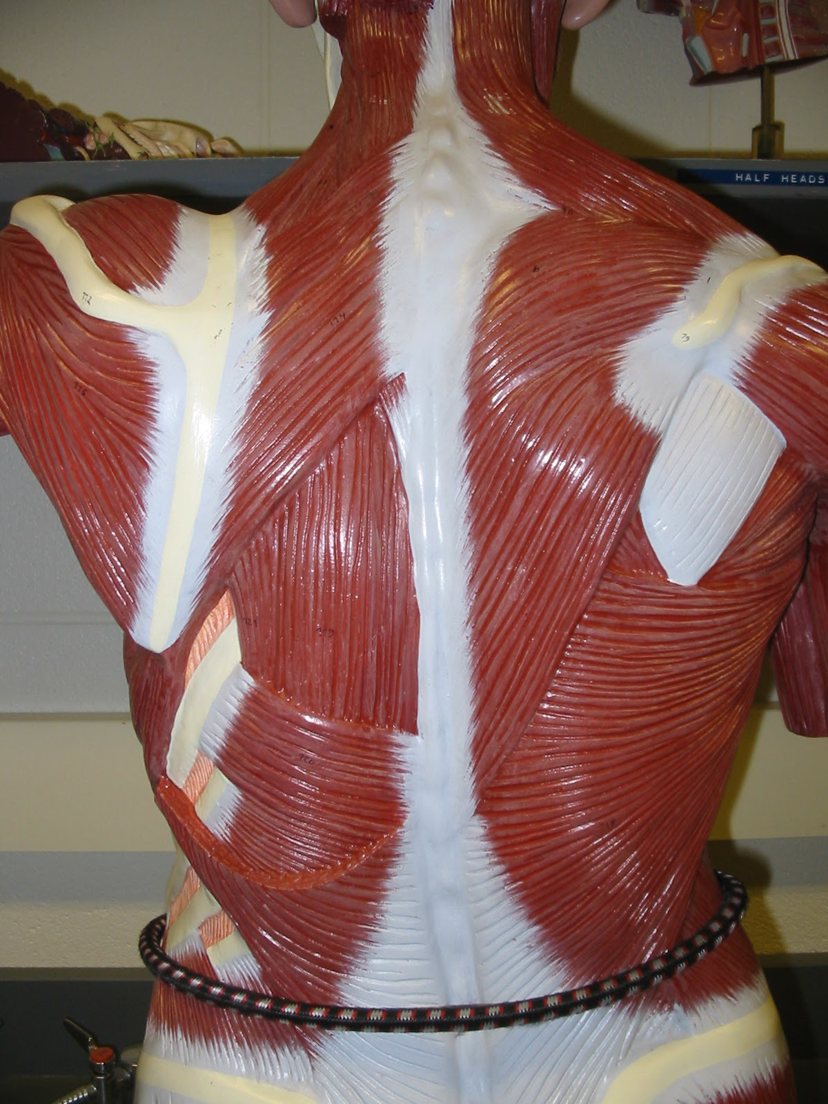 Torso Muscle Models