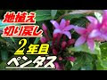 [新しいコレクション] ペンタス 花壇 冬 931429