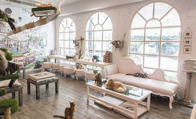 The Best Cat Caf s Around the World The Best Cat Caf s Around the World