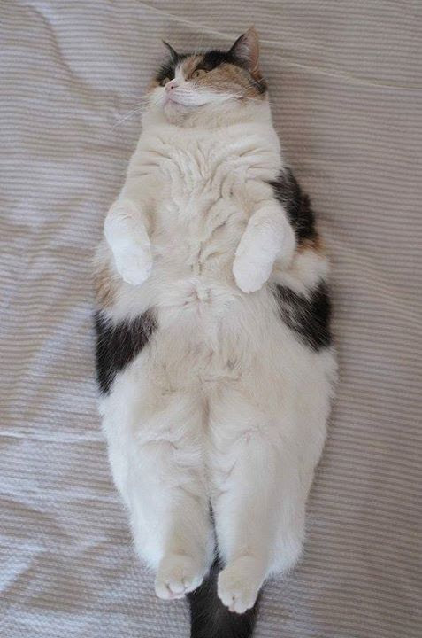 Extremely Fat Cats Pictures