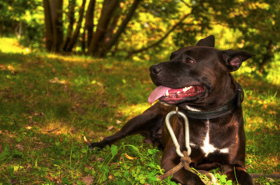 Cool Pitbull Pictures