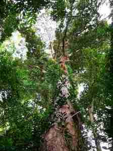 Pohon Kapur (Dryobalanops aromatica)
