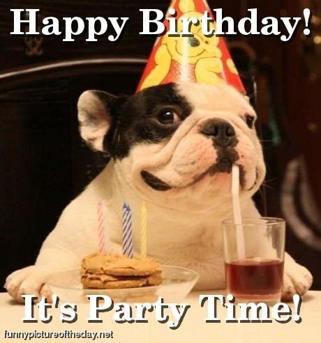happy birthday funny pictures lets celebrate