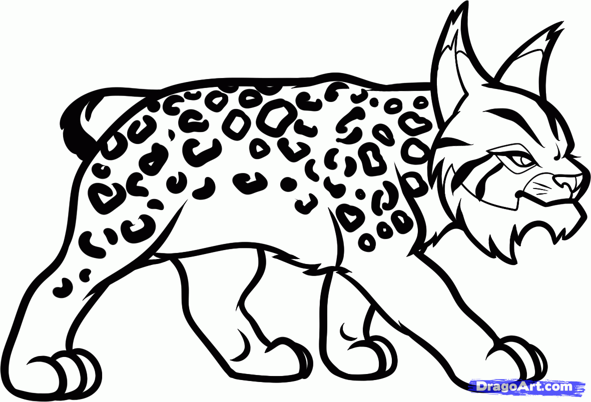 Dessin Coloriage lynx imprimer et colorier