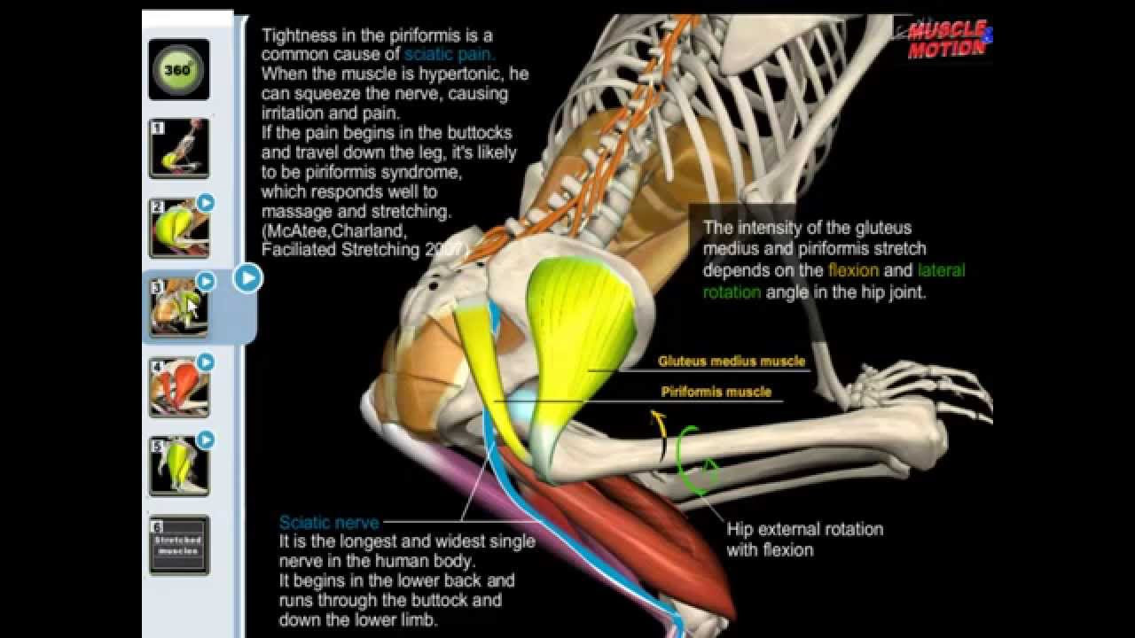 Hip lateral rotators muscles - YouTube