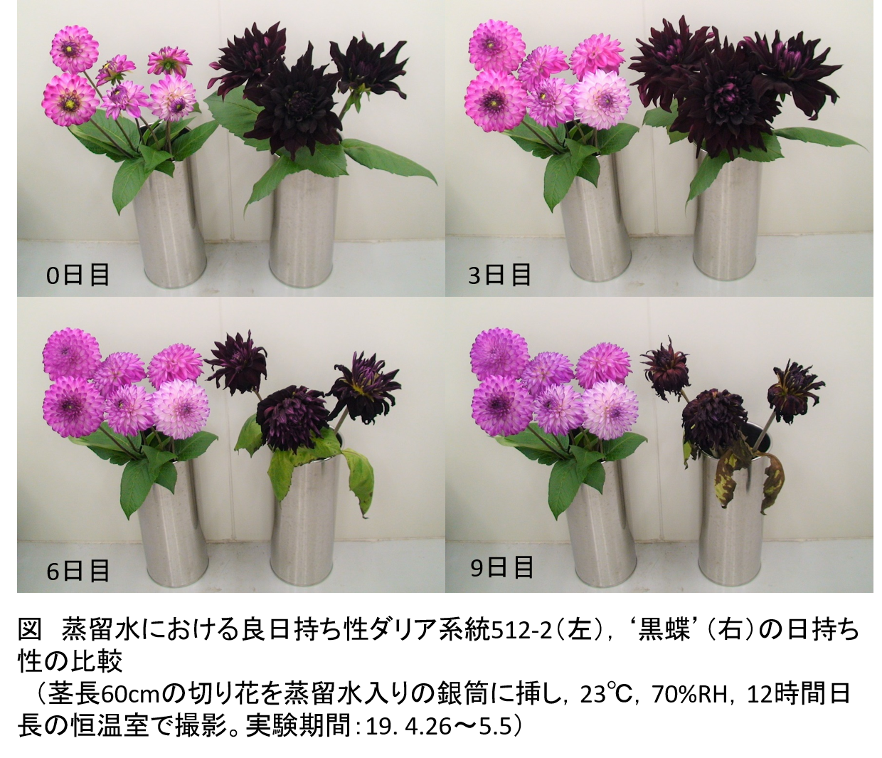 園芸学会ホームページ Japanese Society For Horticultural Science