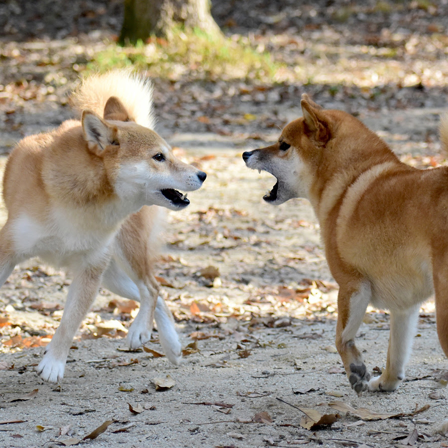 愛犬のジャンプをやめさせたい ぴょんぴょん飛びはねるのを止める方法