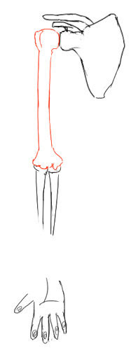 腕の筋肉1 上腕の筋肉 イラストのはなしをしよう