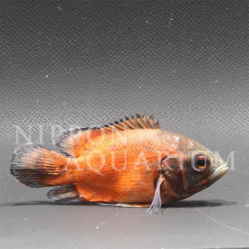 レッドオスカー 飼育方法 飼い方 餌 水温 混泳などについて 熱帯魚図鑑 熱帯魚の飼育 混泳 繁殖 病気など