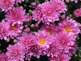 エゾギクの花言葉 エゾギクの花言葉と名前の由来