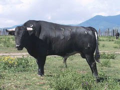 Toro de Reyes Huerta para Lima