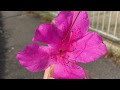 画像をダウンロード ツツジ 蜜標 327228-ツツジ 蜜標