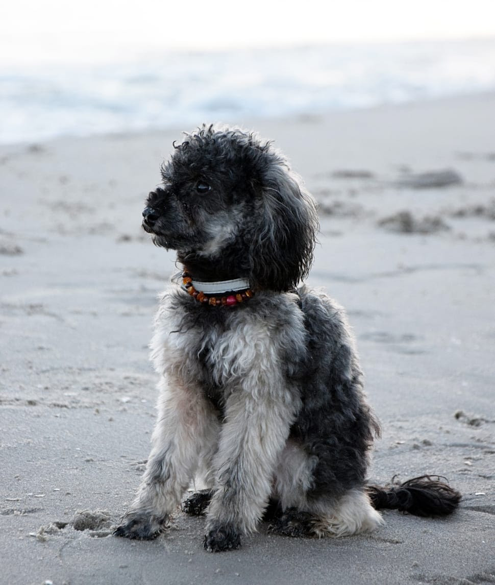 black and white long coated dog free image Peakpx