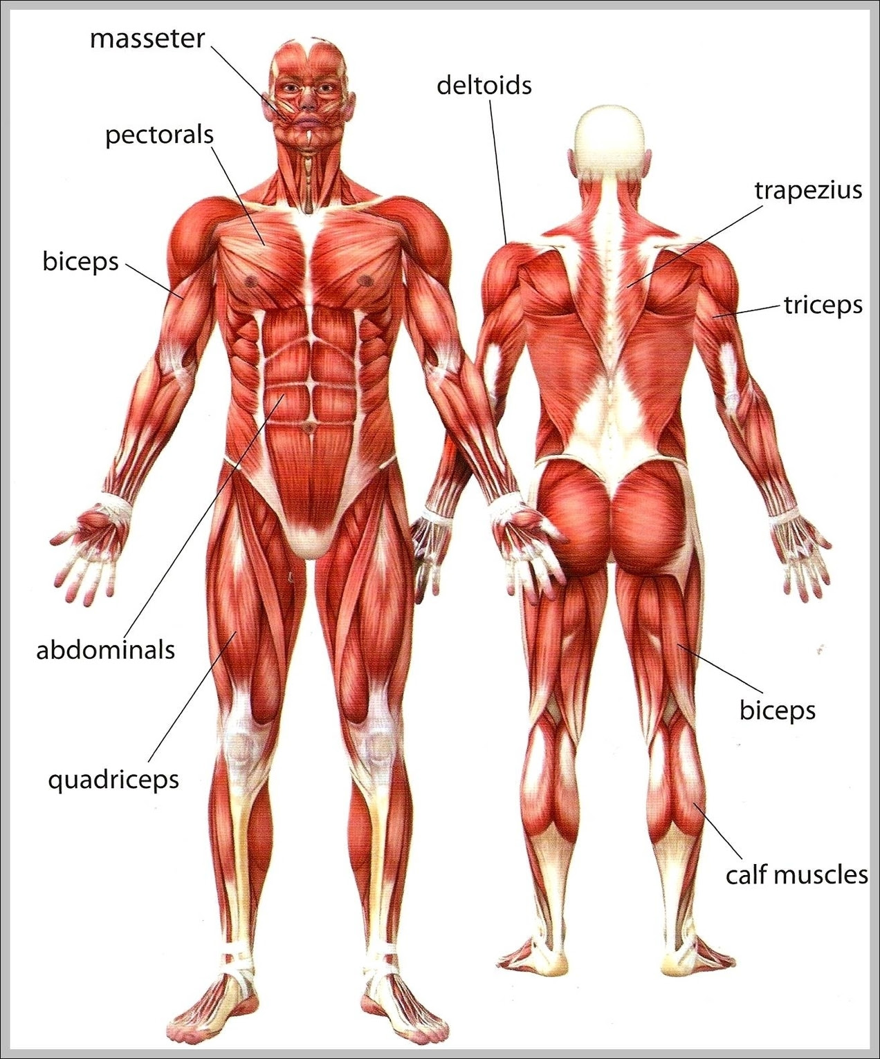 Human Body Muscle Names Graph Diagram