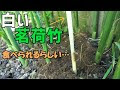 [最も選択された] ミョウガ 茎 249553-みょうが 茎 食べ���