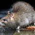 Rats Between Floorboards / Floorboards of the old fargo delivery truck in toronto's distillery district.
