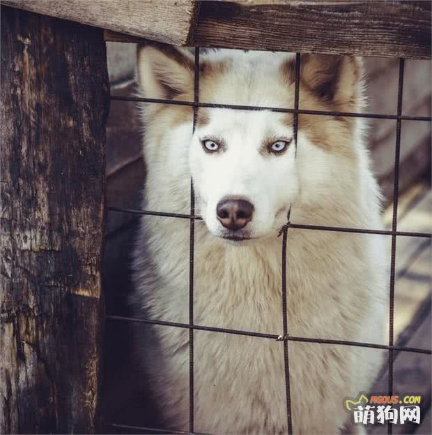 日本严格立法60年0例狂犬病 法国犬只未免疫犬主将遭重罚 超萌二向箔 萌狗网移动版