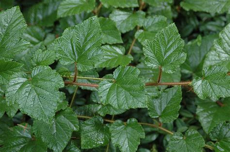 Here's how to tell if your plants need more sun. Rubus tricolor | Landscape Plants | Oregon State University
