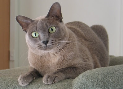 Burmese Cat Breed Profile | Cat Breeds