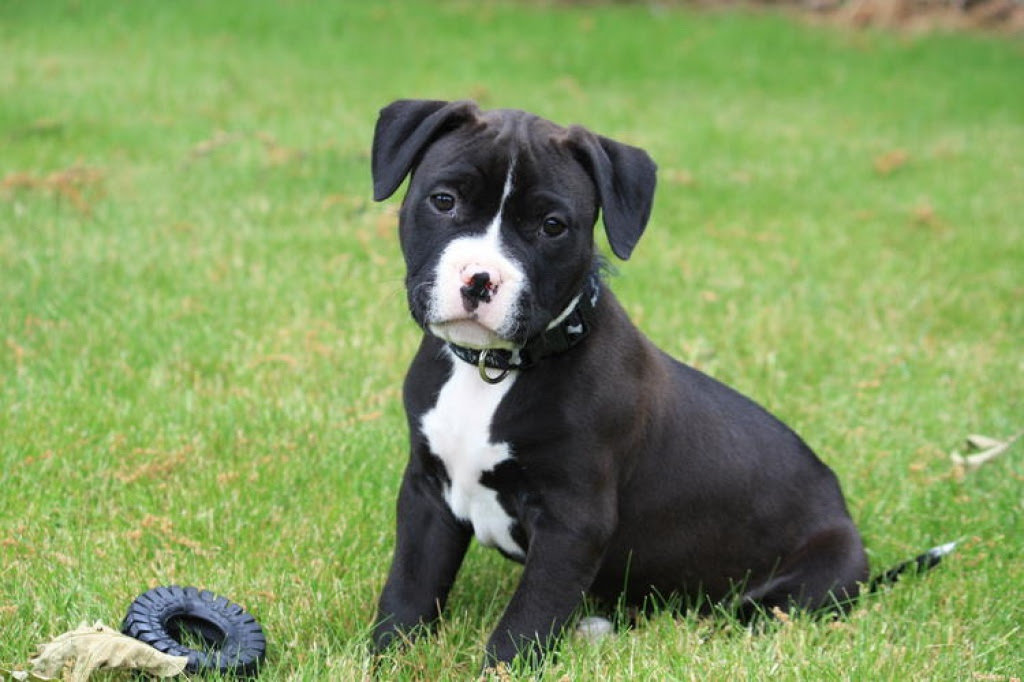 Image Result For Rottweiler Pitbull Mix