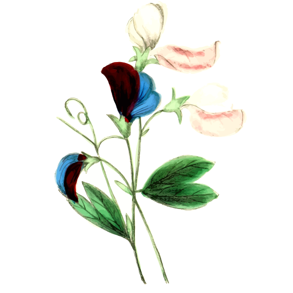 Download 151 Sweet Pea Flower Svg SVG PNG EPS DXF File for Cricut, Silhouette and Other Machine