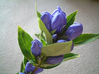 リンドウ りんどう 竜胆 の花言葉 花言葉事典