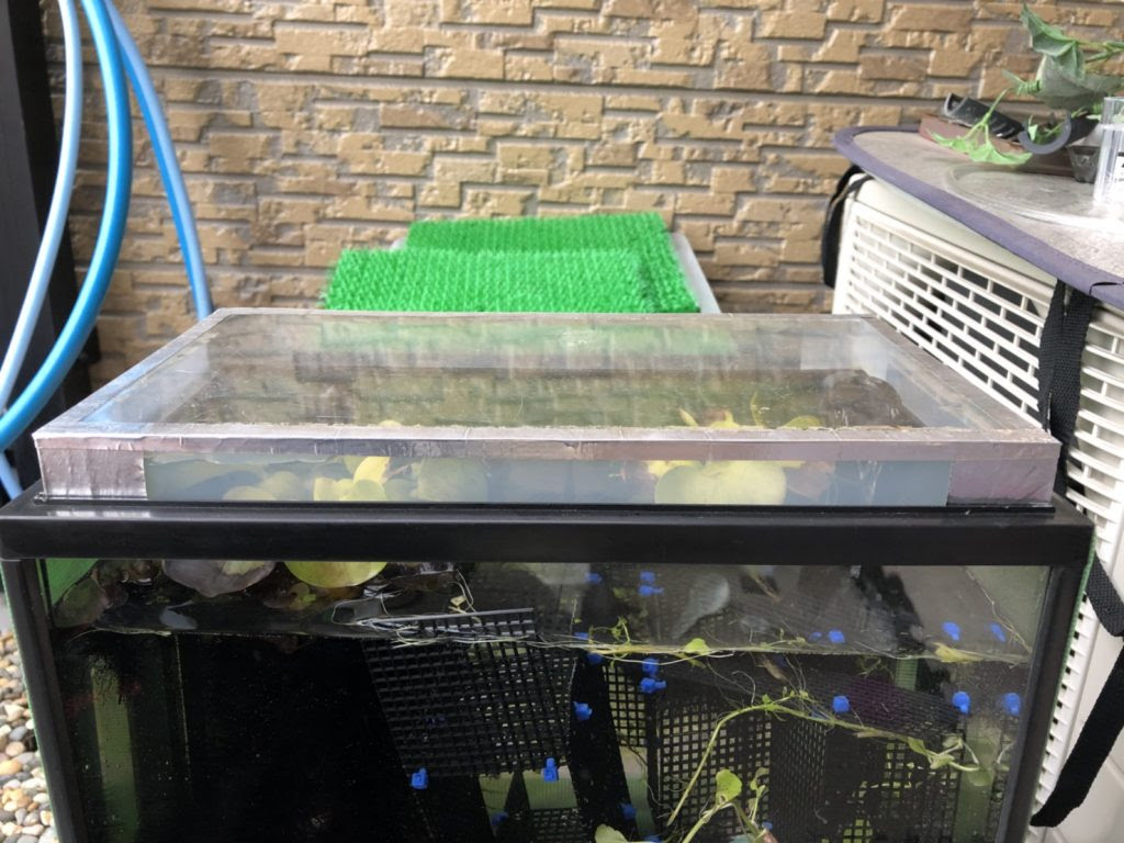 ザリガニ飼育 蚊 まろパパのhow About This