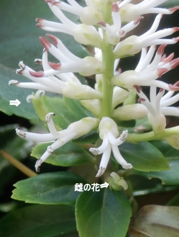 フッキソウの花を再見 雄花に先駆けて雌花が咲くらしい その観察日記です 三田のいのしし 見て歩き日記 楽天ブログ
