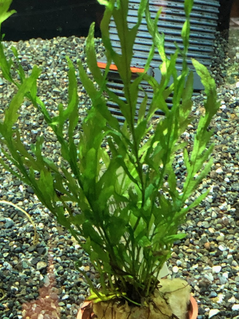 弱い光でも育てられる 陰性水草のすすめ 熱帯魚 アクアリウム情報マガジン