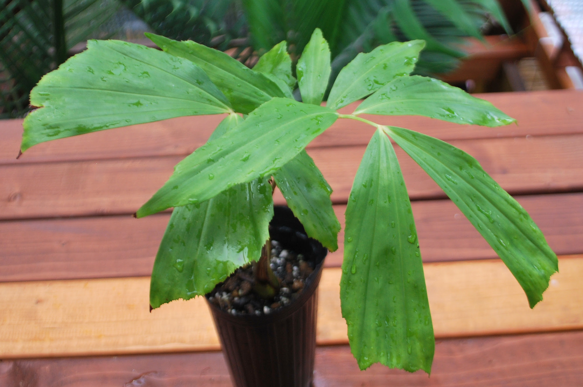 開始日時 19 07 30 火 27 終了日時 19 08 05 月 23 11 Basselinia Glabrata バサラニア グラブラタ 送料無料 Basselinia Glabrata バサラニア グラブラタ シノニム Alloschmidia Glabrata アローシュミディア グラブラタ 本種は