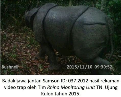 badak mati  ujung kulon  jantan dewasa bernama