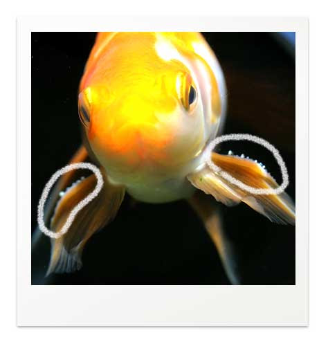 白点病の見分け方と治療法 写真で比べる白点病と間違いやすい症状 金魚飼育マニュアル 木苺共和国