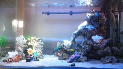 フィルター掃除 ヒーリングアクアリウムt3ブログ