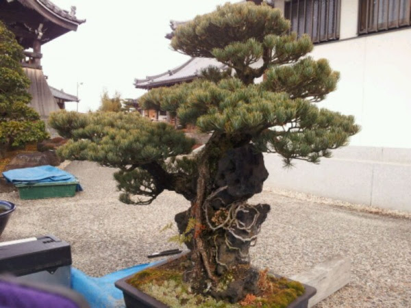 五葉松盆栽植え替え覚書き 吉野の庭師 風人園のブログ
