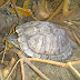 Turt at Large!!