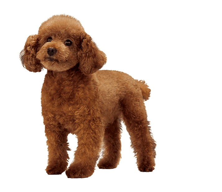 トイプードル 犬種別に選ぶ 高品質 高機能 ドッグフード プロマネージ