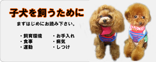 子犬情報 ブリーダー直販 トイプードル子犬販売 ぱぴぷぺっと東京店