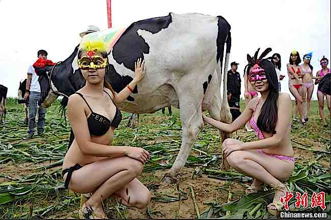 1st Annual Chinese Bikini Cow Girl Contest