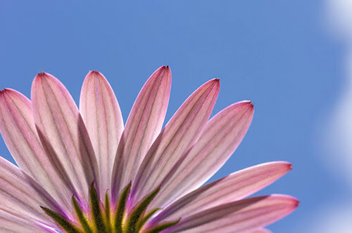 Flower Pictures