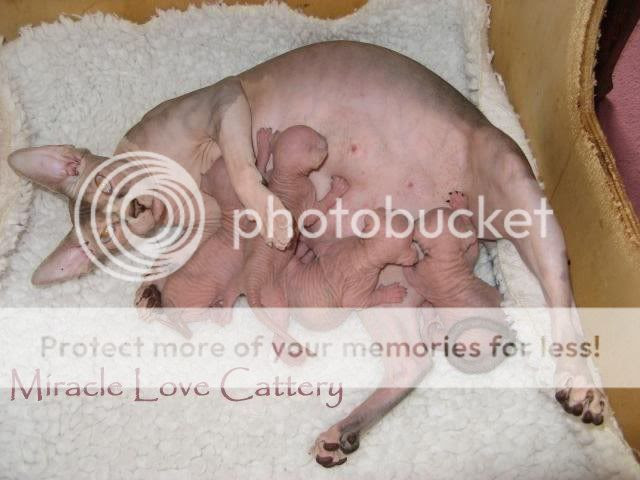 Sphynx kittens and mom